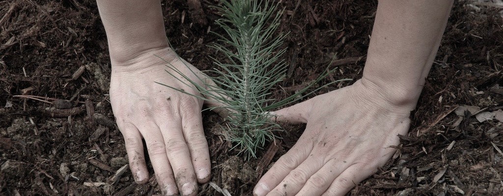 Planting seedlings; image by USFS Region 5, CC